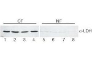 Image no. 1 for anti-Lactate Dehydrogenase (LDH) antibody (ABIN799727) (Lactate Dehydrogenase anticorps)