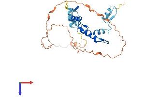 AlphaFold protein structure predicition of Human Recombinant SNAI2 Protein, UniprotID O43623