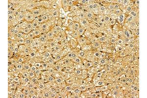 ABIN6263756 and ABIN6278599 at 1/100 staining mouse liver tissue by IHC-P.