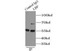 Immunoprecipitation (IP) image for anti-Lipopolysaccharide Binding Protein (LBP) antibody (ABIN5870819) (LBP anticorps)