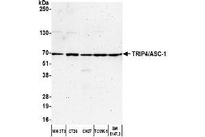 Western Blotting (WB) image for anti-Thyroid Hormone Receptor Interactor 4 (TRIP4) (AA 225-275) antibody (ABIN7450846)