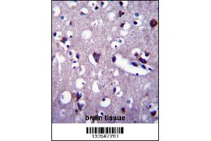 CNGA2 Antibody immunohistochemistry analysis in formalin fixed and paraffin embedded human brain tissue followed by peroxidase conjugation of the secondary antibody and DAB staining. (CNGA2 anticorps  (N-Term))