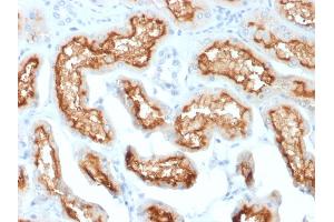 Formalin-fixed, paraffin-embedded human Kidney stained with CD10 Mouse Monoclonal Antibody (MME/1870).