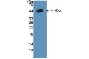 Detection of Recombinant Arg2, Human using Polyclonal Antibody to Arginase II (Arg2)