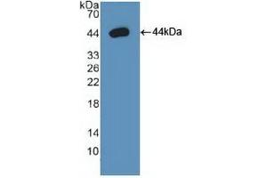 Detection of Recombinant Arg2, Human using Polyclonal Antibody to Arginase II (Arg2) (ARG2 anticorps  (AA 23-354))
