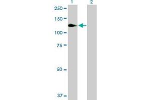 Western Blot analysis of NFKB1 expression in transfected 293T cell line by NFKB1 MaxPab polyclonal antibody. (NFKB1 anticorps  (AA 1-969))