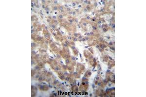 FGFRL1 Antibody (N-term) immunohistochemistry analysis in formalin fixed and paraffin embedded human liver tissue followed by peroxidase conjugation of the secondary antibody and DAB staining.