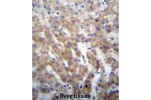 FGFRL1 Antibody (N-term) immunohistochemistry analysis in formalin fixed and paraffin embedded human liver tissue followed by peroxidase conjugation of the secondary antibody and DAB staining. (FGFRL1 anticorps  (N-Term))