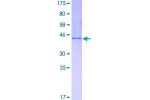 Image no. 1 for CCAAT/enhancer Binding Protein (C/EBP), gamma (CEBPG) (AA 1-150) protein (GST tag) (ABIN1349088)