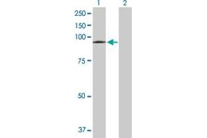 Western Blot analysis of VPS16 expression in transfected 293T cell line by VPS16 MaxPab polyclonal antibody. (VPS16 anticorps  (AA 1-839))