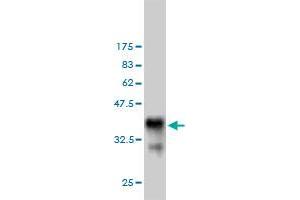 Western Blot detection against Immunogen (36.