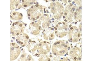 Immunohistochemistry of paraffin-embedded Human stomach using POU2F1 Polyclonal Antibody at dilution of 1:100 (40x lens). (POU2F1 anticorps)