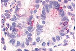 Immunohistochemical staining of human small intestine with HNF4G polyclonal antibody . (HNF4 gamma anticorps  (Internal Region))