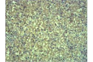 Immunohistochemical analysis of paraffin-embedded Mouse Liver Tissue using EPG5 Polyclonal Antibody. (EPG5 anticorps)