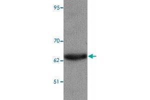 Western blot analysis of KPNA6 in 293 cell lysate with KPNA6 polyclonal antibody  at 1 ug/mL. (KPNA6 anticorps  (N-Term))