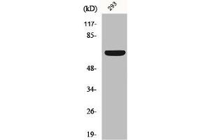 Western Blot analysis of 293 cells using Kv1. (KCNA3 anticorps)