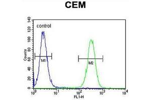 INHBA Antibody (N-term) flow cytometric analysis of CEM cells (right histogram) compared to a negative control cell (left histogram).