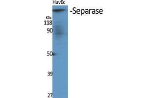 Western Blot (WB) analysis of specific cells using Separase Polyclonal Antibody.