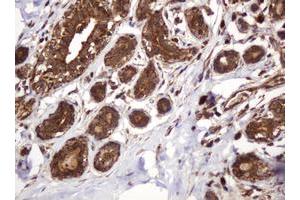 Image no. 12 for anti-B and T Lymphocyte Associated (BTLA) antibody (ABIN1496983) (BTLA anticorps)