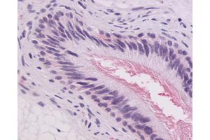Anti-GPR64 antibody IHC of human epididymis. (Adhesion G-Protein Coupled Receptor G2 (ADGRG2) (C-Term) anticorps)
