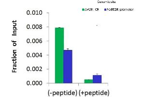 Chromatin Immunoprecipitation (ChIP) Using SMARCA5 Antibody - N-terminal region (ARP30031_P050) and HCT116 Cells
