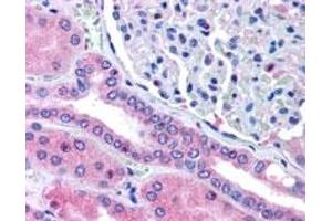 RHPN2 polyclonal antibody  (5 ug/mL) staining of paraffin embedded human kidney.