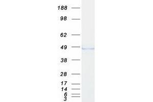 Validation with Western Blot