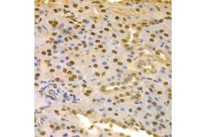 Immunohistochemistry of paraffin-embedded rat kidney using COPS5 antibody.