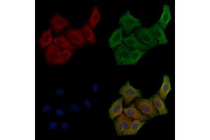 ABIN6257103 and ABIN6275869 staining Hela cells by IF/ICC.