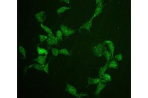 IF analysis of Cdc20 using anti-Cdc20 antibody (ABIN5518976). (CDC20 anticorps)