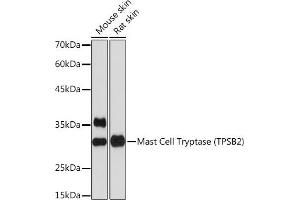 Western blot analysis of extracts of various cell lines, using Mast Cell Tryptase (TPSB2) (TPSB2) Rabbit mAb (ABIN7271017) at 1:1000 dilution. (TPSB2 anticorps)