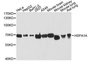 Western blot analysis of extracts of various cell lines, using HSPA1A antibody. (HSP70 1A anticorps  (AA 500-600))