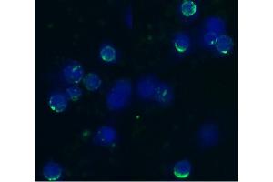 Immunocytochemistry staining of acetone/methanol fixed bovine peripheral blood (lymphocyte-enriched suspension) using anti-bovine CD62L (IVA94), secondary antibody conjugated to FITC (green), DNA stained with DAPI (blue). (L-Selectin anticorps)