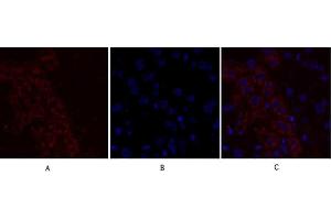 Immunofluorescence analysis of mouse liver tissue.
