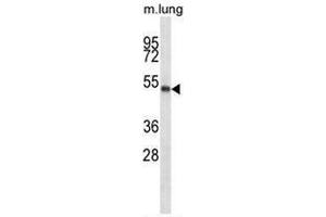 PBX2 Antibody (Center) western blot analysis in mouse lung tissue lysates (35µg/lane). (PBX2 anticorps  (Middle Region))