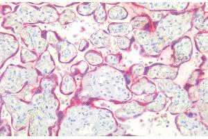 Immunohistochemistry staining of human placenta (paraffin-embedded sections) with anti-BCL2 (Bcl-2/100), 10 μg/mL. (Bcl-2 anticorps  (AA 41-54))
