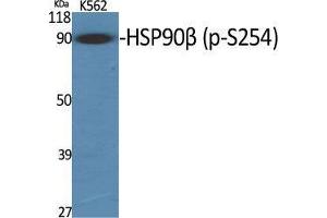 Western Blot (WB) analysis of specific cells using Phospho-HSP90beta (S254) Polyclonal Antibody.