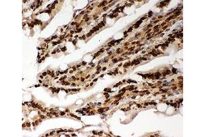 IHC-P testing of rat intestine tissue (Lamin A/C anticorps  (AA 481-646))