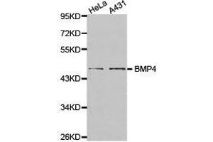 Western Blotting (WB) image for anti-Bone Morphogenetic Protein 4 (BMP4) antibody (ABIN1871316) (BMP4 anticorps)