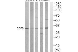 Western blot analysis of extracts from HuvEC, K562, HepG2, Jurkat, HeLa and COLO205 cells, using CD70 antibody.