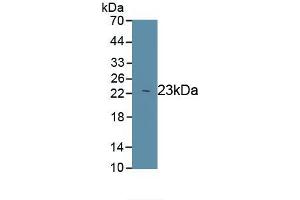 Detection of Recombinant PRDX1, Rat using Polyclonal Antibody to Peroxiredoxin 1 (PRDX1) (Peroxiredoxin 1 anticorps)