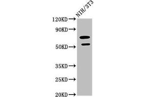 Western Blot Positive WB detected in: NIH/3T3 whole cell lysate All lanes: GDF5 antibody at 2. (GDF5 anticorps  (AA 202-501))