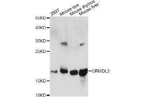 Western blot analysis of extracts of various cell lines, using ORMDL3 antibody. (ORMDL3 anticorps)