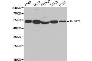 Western blot analysis of extracts of various cell lines, using TRIM21 antibody. (TRIM21 anticorps  (AA 80-330))
