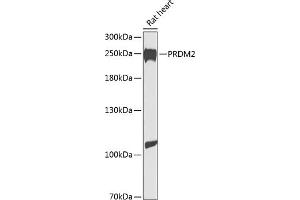 Western blot analysis of extracts of rat heart, using PRDM2 antibody  at 1:1000 dilution. (PRDM2 anticorps  (AA 1-240))