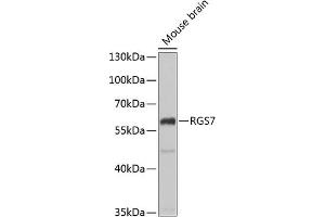 Western blot analysis of extracts of mouse brain, using RGS7 antibody (ABIN6131985, ABIN6146926, ABIN6146927 and ABIN6222438) at 1:1000 dilution. (RGS7 anticorps  (AA 1-300))