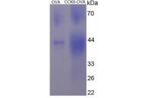 Image no. 3 for Cholecystokinin 8, Octapeptide (CCK8) protein (Ovalbumin) (ABIN1880246)