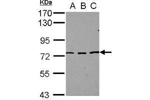 Western Blotting (WB) image for anti-Splicing Regulatory Glutamine/lysine-Rich Protein 1 (SREK1) (AA 274-463) antibody (ABIN1501124) (SFRS12 anticorps  (AA 274-463))