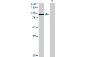 Western Blot analysis of MST1 expression in transfected 293T cell line by MST1 MaxPab polyclonal antibody. (MST1 anticorps  (AA 1-711))