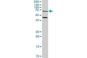MMP10 MaxPab rabbit polyclonal antibody. (MMP10 anticorps  (AA 1-476))